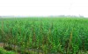 Năm 2020 tổng giá trị sản xuất nông nghiệp của Đại Lộc đạt hơn 1.430 tỷ đồng